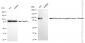 KD-Validated Anti-EEF2K Rabbit Polyclonal Antibody